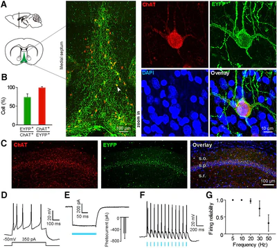 images/jneuro/01.jpg